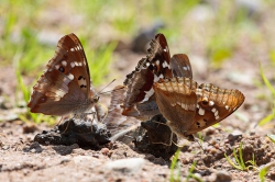 Kiirgliblikad - Kärevere mets. Foto Urmas Tartes